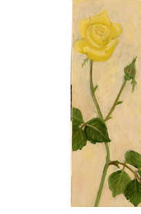 a yellow rose blooms...