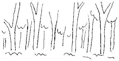 passes woods